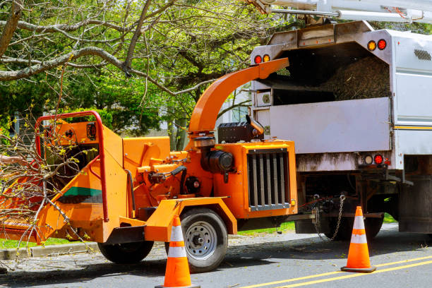 Navy, VA Tree Removal and Landscaping Services Company